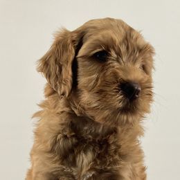 Girl 3 - Australian Labradoodle puppy in Maysville, Oklahoma from Southern Oklahoma Labradoodles
