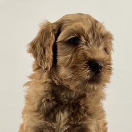 Girl 3 - Australian Labradoodle puppy in Maysville, Oklahoma from Southern Oklahoma Labradoodles