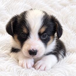 Oakley - Black and white female Cardigan Welsh Corgi puppy in Kerens, West Virginia from Leather & Lace