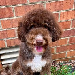 Chloe - Bernedoodle