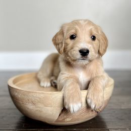 Goldendoodle Puppies from Snugglesndoodles