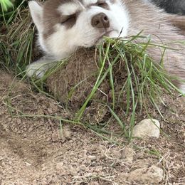 Siberian Husky Puppies from Valerie Schmaltz