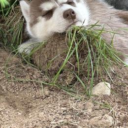 Siberian Husky Puppies from Valerie Schmaltz