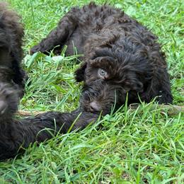 Annabelle - Chocolate female Labradoodle puppy in Bedford, Indiana from Purple Heart Canines