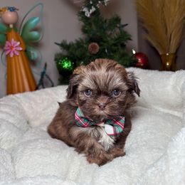 Bruno - Chocolate male Shih Tzu puppy in Phoenix, Arizona from Spoiled Shih Tzu