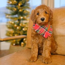 Crunchy - Red  male Goldendoodle puppy in Moses Lake, Washington from Macy Meadows Doodles