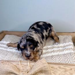 Honey - Blue merle female Aussiedoodle puppy in Adams, Nebraska from Boxcar Doodles and Poodles