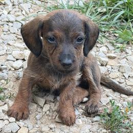 Rowlf - Brindle male Dachshund puppy in Livingston, Kentucky from Illyria Dox & GSD