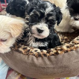 Havanese Puppies from Honeycutt’s Happy Havanese