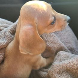 Dachshunds from Brague Dachshunds