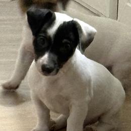 Tri colored male - Tri-color male Jack Russell Terrier puppy in Williston, Florida from CP FARMS BORDER COLLIES N JACKS CORP