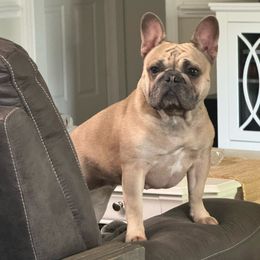 Angel - French Bulldog