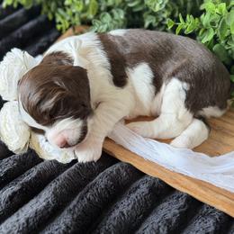 Boy 4 - male English Springer Spaniel puppy in Tea, South Dakota from Mindy's English Springer Spaniels