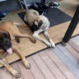 Sissy - Mastiff