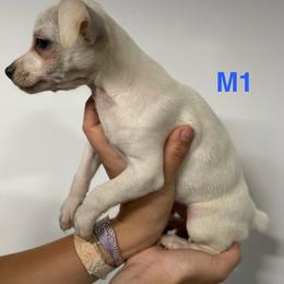 Apricot male - White and apricot male Rat Terrier puppy in Burnet, Texas from Burton's Rat Terriers