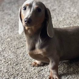 Michonne Velazquez - Dachshund