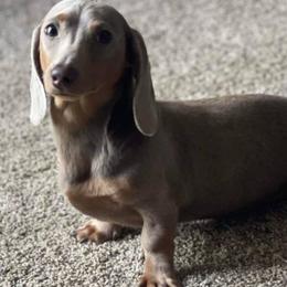 Michonne Velazquez - Dachshund