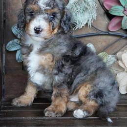 Boy 5 - Blue merle male Aussiedoodle puppy in Lawton, Oklahoma from Lindsey’s Aussies