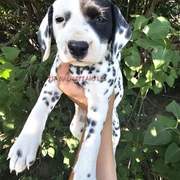Jolly Rancher - White and black female Dalmatian puppy in Conrath, Wisconsin from JSF Dalmatians LLC