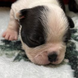Boy 2 - Boston Terrier puppy from Southern Bulldogs