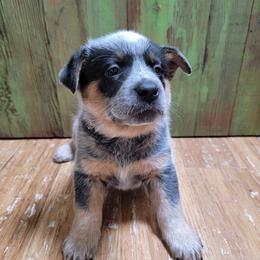 Brown Collar - Blue speckled male Australian Cattle Dog puppy in Riverton, Utah from Rundown Ranch Cattle Dogs