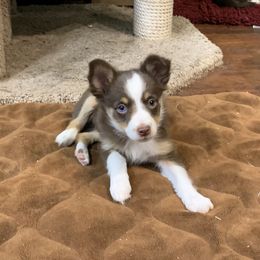 Toy Australian Shepherd Puppies from Desert Fox Aussies