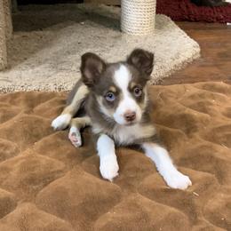 Toy Australian Shepherd Puppies from Desert Fox Aussies