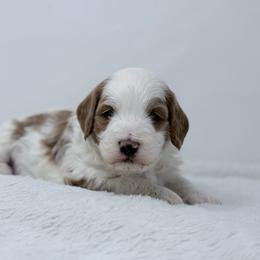Sprinkles - Parti male Goldendoodle puppy in Fleming, Colorado from Vandenbark Doodles