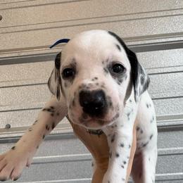 BLUE - White and black male Dalmatian puppy in Demorest, Georgia from Dixon Dalmatians