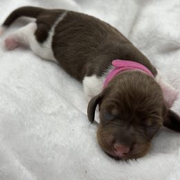 Dachshund and Pomeranian Puppies from AzDachshunds&poms