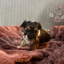 Extreme Sable Parti Coloration Female - Parti female Yorkshire Terrier puppy in Benson, Arizona from Happy Tails Yorkies