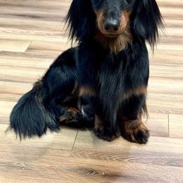 Beckham - Dachshund
