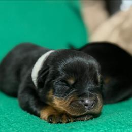 Gray - Black and mahogany female Rottweiler puppy in Kissimmee, Florida from Macht Haus Rottweilers