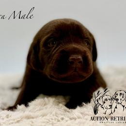 Brown - Chocolate male Labrador Retriever puppy in San Diego County, California from Travis’ Chocolate Labradors