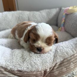 Blenheim Boy - Blenheim male Cavalier King Charles Spaniel puppy in Raymondville, Missouri from Puppy PlayPen