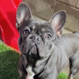 Nabi - French Bulldog