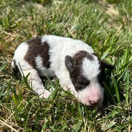 Phil - Parti male Miniature Schnauzer puppy in Clover, South Carolina from Bobo’s Babies Kennels