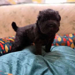 Pepper - Black male Chinese Shar-Pei puppy in Lenoir, North Carolina from Pei-tato Chips
