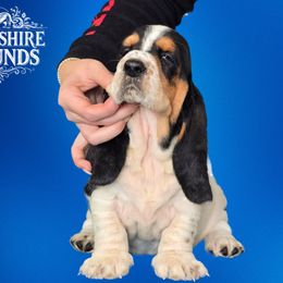 Girl 2 - Basset Hound puppy in Melbourne, Florida from Woodshire Hounds