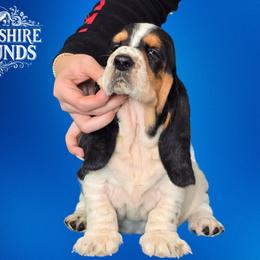 Girl 2 - Basset Hound puppy in Melbourne, Florida from Woodshire Hounds