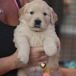 Golden Retriever Puppies from Golden Hour Golden Retrievers