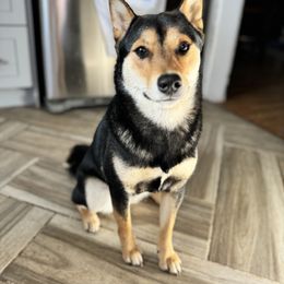 Shante - Shiba Inu