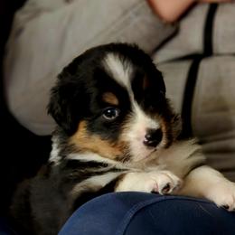 Ghirardelli - Black tri-color male Australian Shepherd puppy in Maryland from Lake Shore Australian Shepherds