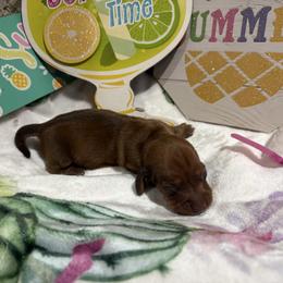 Girl 1 - Red female Dachshund puppy in Pleasant Plains, Arkansas from JGBs Dachshunds