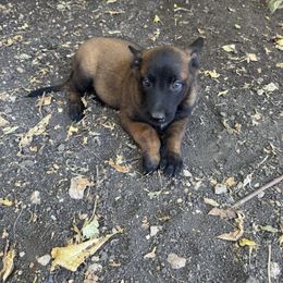 Male Malinois - family pet - great for any lifestyle - Mahogany male Belgian Malinois puppy in Dallas, Texas from OreVis Malinois