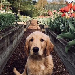 Golden Retrievers from Graham Goldens