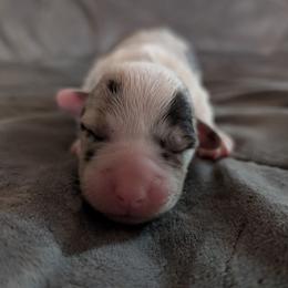 AKC Cardigan Boy 'Maverick - Blue merle and white male Cardigan Welsh Corgi puppy in Tombstone, Arizona from WeVolution Off-Grid