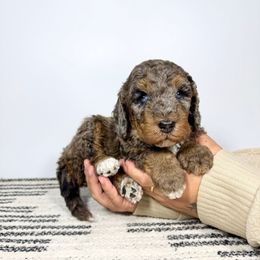 Lord Farquaad - Blue merle male Bernedoodle puppy in Southwest Ranches, Florida from Dandy Doodle Ranch