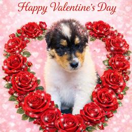 Val - White female Collie puppy in Carencro, Louisiana from Cajun Bayou's Collies LLC