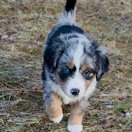 Australian Mountain Doodle, Bernedoodle, Companion Cross, and Shihpoo Puppies from Perfect Companion Puppies